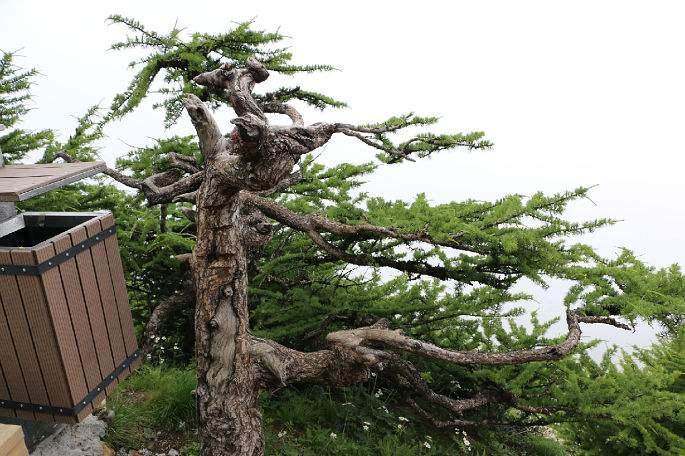 独特的盆景--云盆