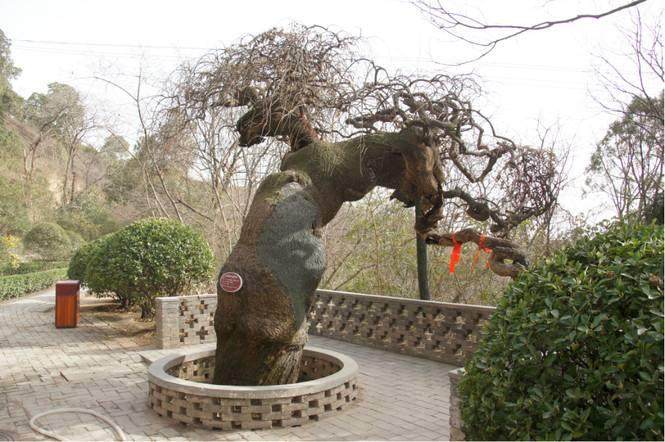 热烈祝贺《花木盆景》成立20年