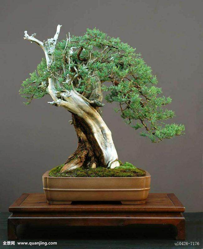 热心的根友送来了《花木盆景》杂志 我如获至宝