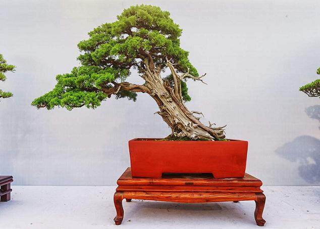 张光前先生的盆景欣赏