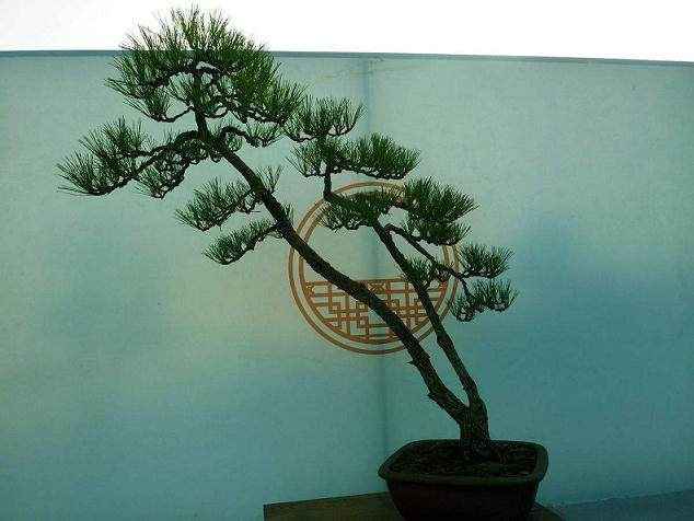 邻里盆景展社区成花园