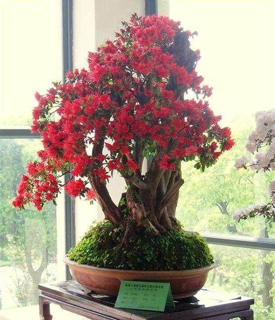 下周去裕丰花市看盆景展