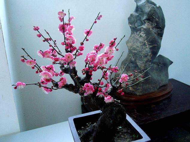 价值超百万国内外顶级盆景