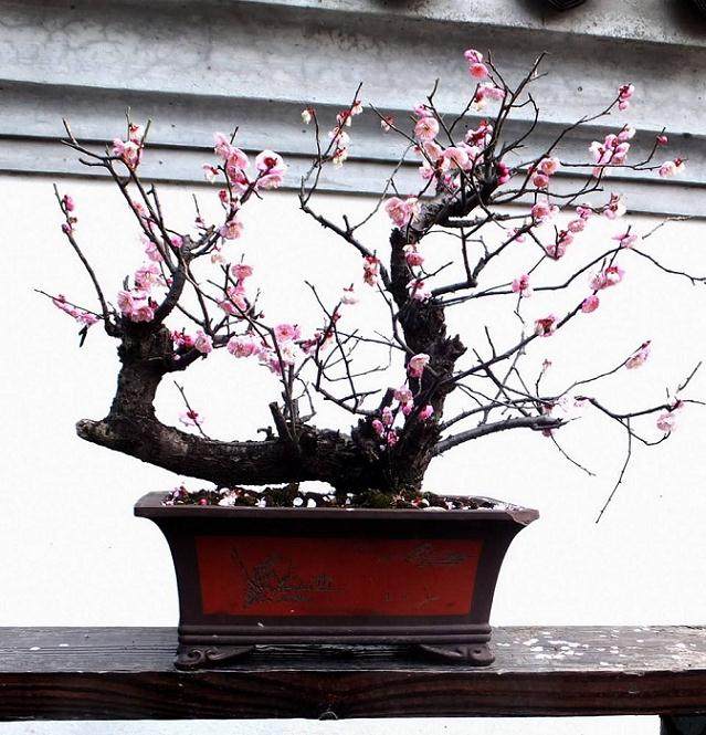 去灵峰寻觅梅桩盆景