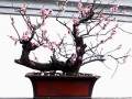 去灵峰寻觅梅桩盆景