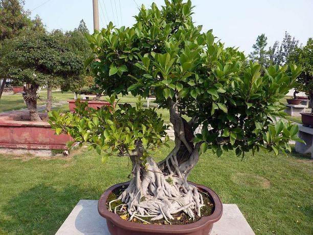 中国盆景继承发展与创新随谈