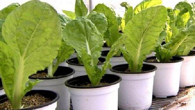 不少人还把大白菜、西芹当成“盆景”摆放在办公桌上