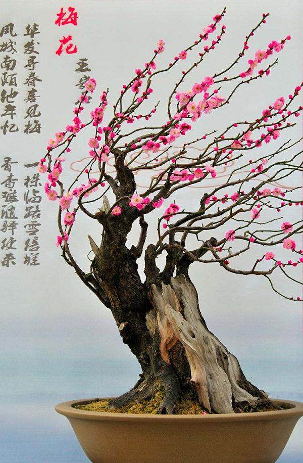 2010花都迎春花市暨首届精品盆景展