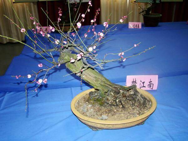 浅谈树木盆景艺术在园林绿地中的运用