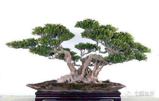 瘦西湖盆景博物馆举办&ldquo;盆景大讲堂&rdquo;