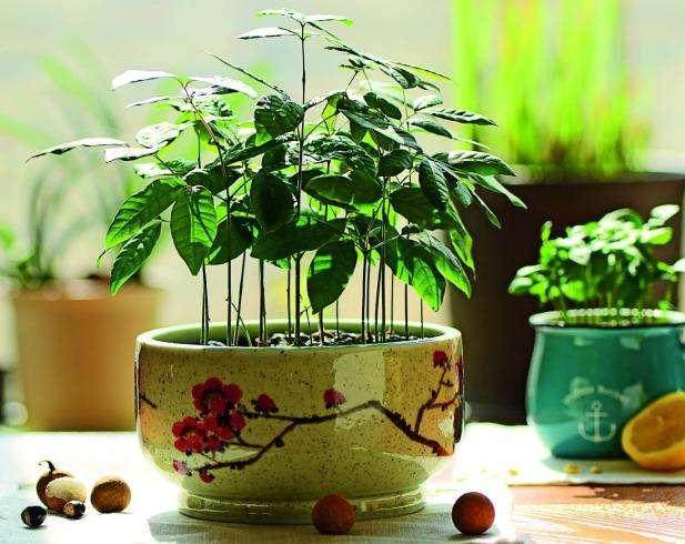 假龙眼盆景 胶水沾的