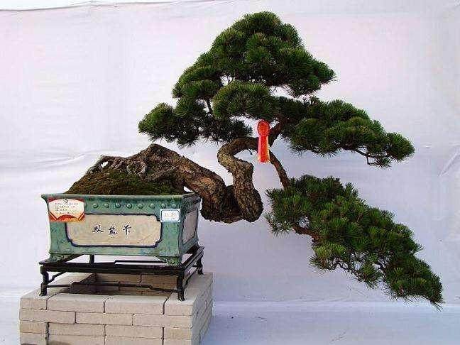 盆景大赛引来多方关注