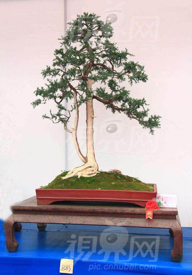 感受收藏盆景的快乐