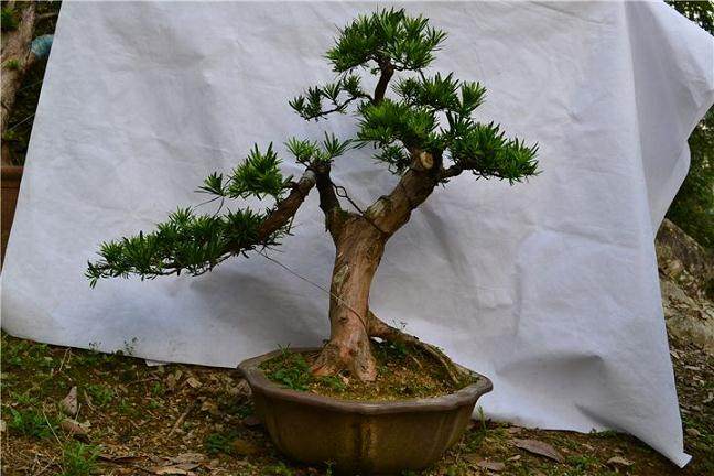 盆景制作电视擂台赛