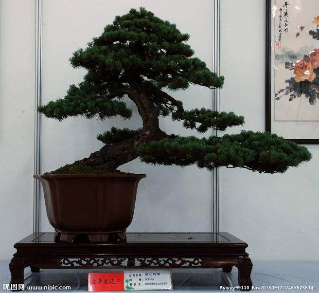 打造安康岚皋盆景县城