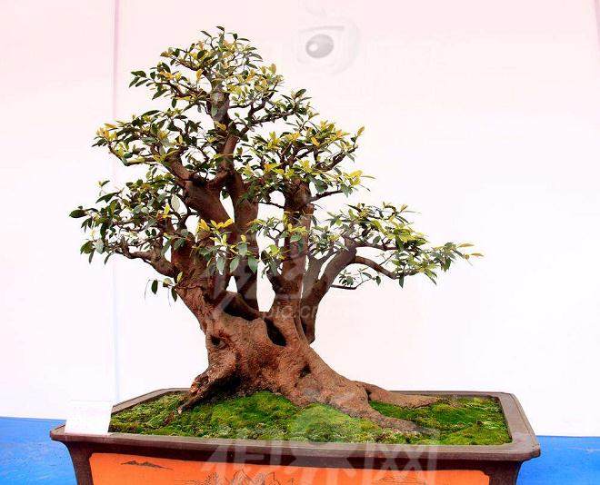 大学生村官要做&ldquo;盆景王&rdquo;