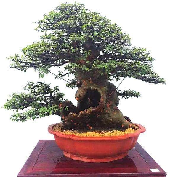 80件盆景的第一天走秀就吸引了不少市民前来观赏