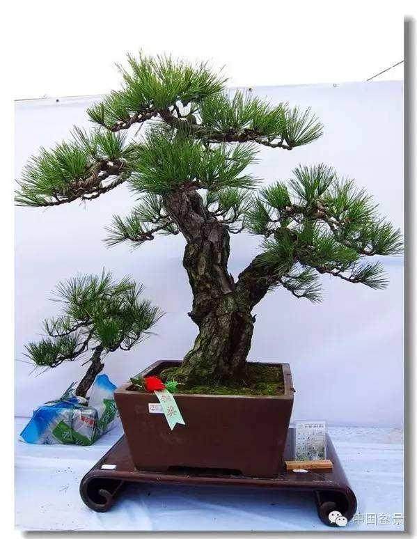 用废电池可换盆景