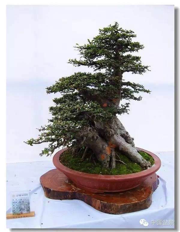 南宁五象广场一片忙碌风格各异的盆景陆续登场