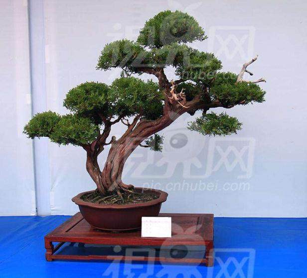 盆景怎么枯死了?