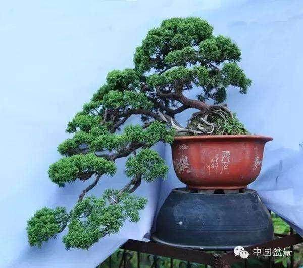 最贵寿字盆景值百万元