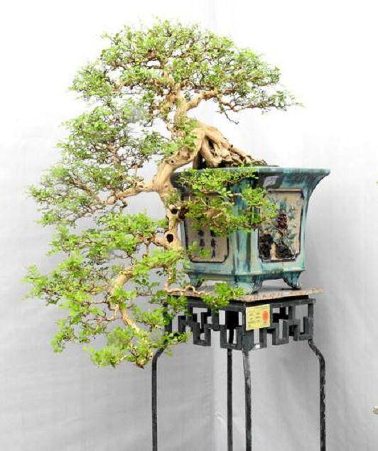 太原第二届盆景艺术节昨开幕