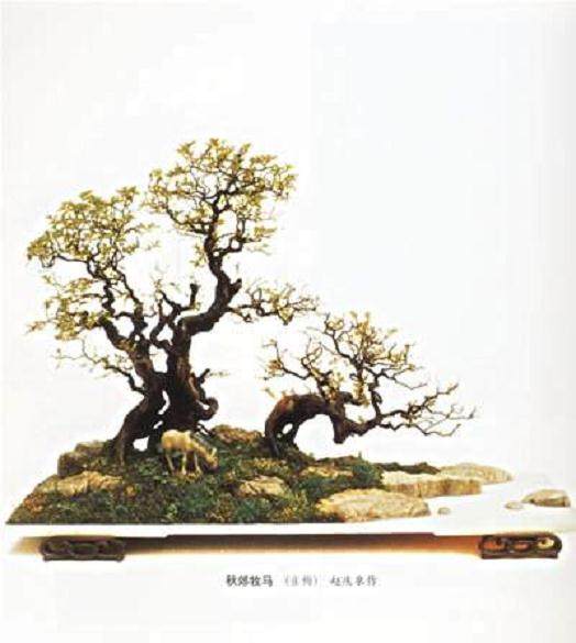 希望给这30多只盆景找个好归宿