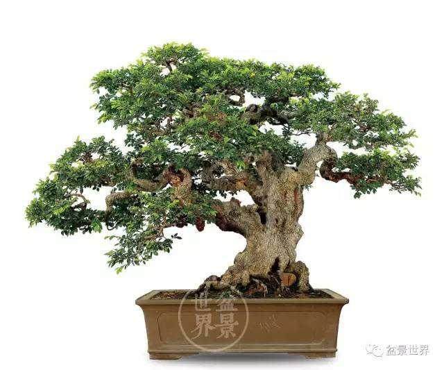 小区中秋夜盆景竟遭小贼盗走