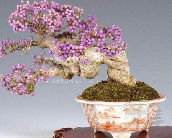 大型盆景倒地疑遭人为破坏