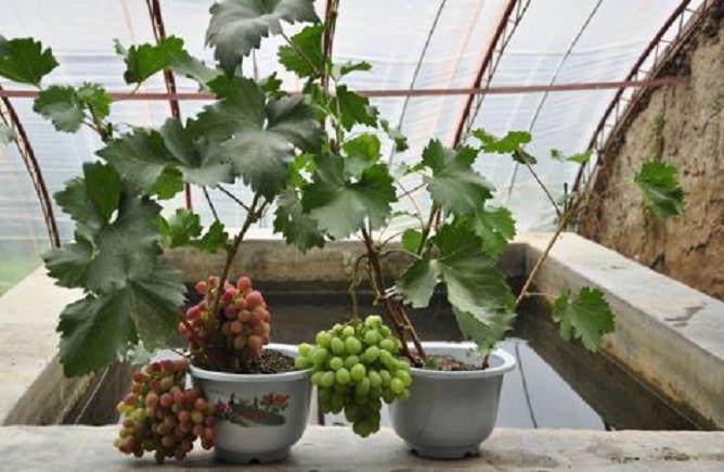 走进赵典庆的家 仿佛进入了盆景世界