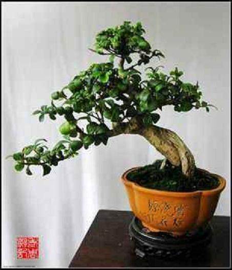 朱老板卖出了农历年的最后一钵盆景&ldquo;迎客松&rdquo;