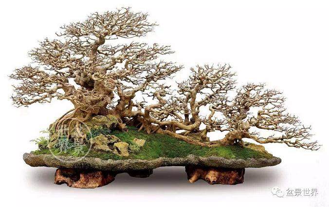 退休老师迷上制作盆景