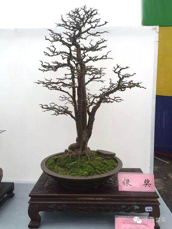 盆景艺术是园林艺术中的奇葩 而且历史悠久