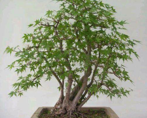 在高速公路上欣赏盆景--罚款