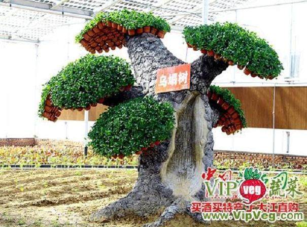 树木盆景依观赏的不同,分观叶类、观花类、观果类三类