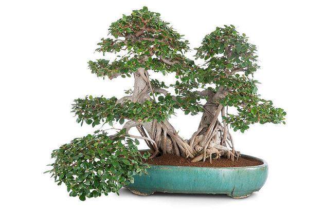 榕树盆景是指以榕树为素材做成的盆景