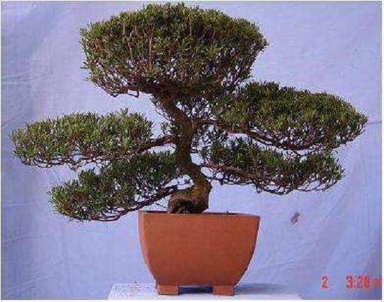 我家的书橱里有一座精致的小盆景