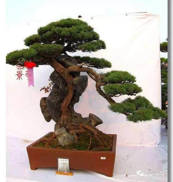 论盆景选盆的重要性