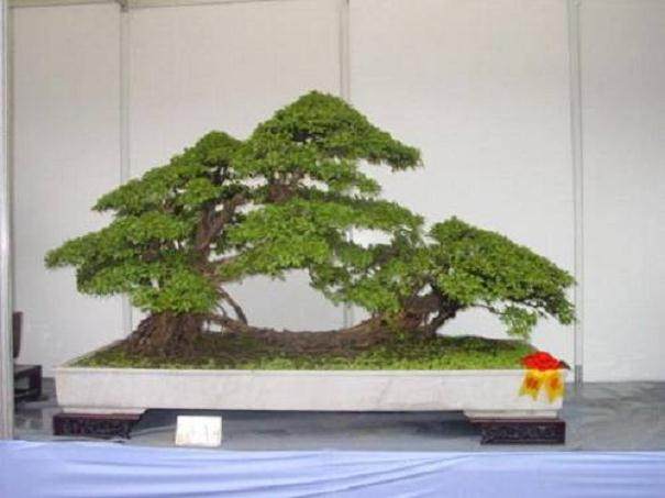 我家有一盆景 它像个忠实的门卫似的