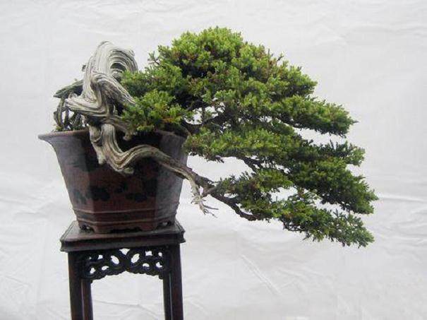 兴业县东山村盆景入农家 新农民闲中览逸趣