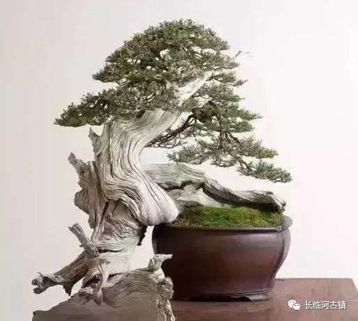 “岁月留痕?吴家花园杯”盆景名家邀请展11月4日开展