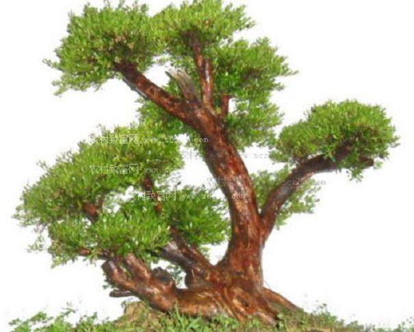 中国盆景精品邀请展国庆日开幕盆中风景精彩纷