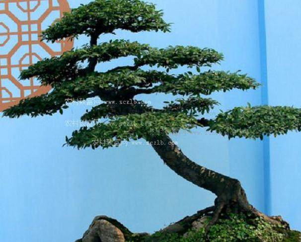 我国盆景历史悠久有近四千年的历史