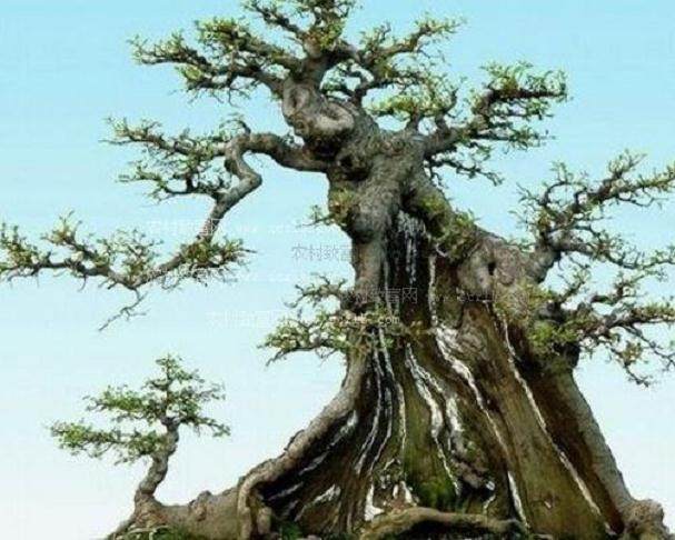 家有一盆榕树盆景 养了三年