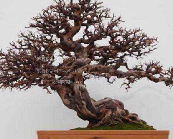 盆景起源于中国 在世界艺术之林中价格信息