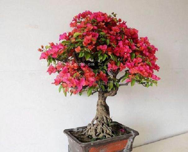 第九届粤、港、台盆景艺术博览会