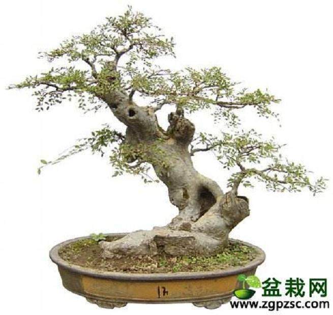 退休老翁痴迷盆景艺术10余年 如今愿意开门免费