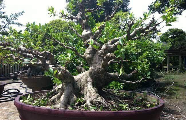 为什么要进行盆景的保护地批量生产？