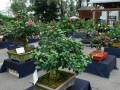 赏盆景品果盘 300余居民共度佳节