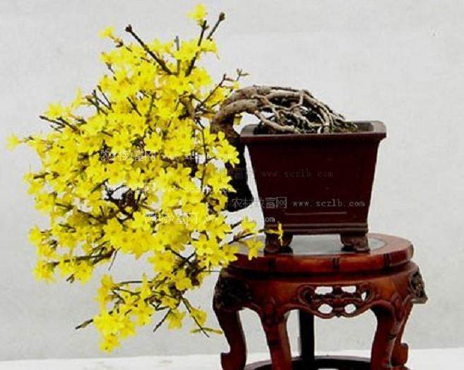 首届&ldquo;鑫诚杯&rdquo;盆景艺术展明日开幕